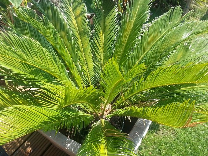 Palmfarn - Cycas Revoluta